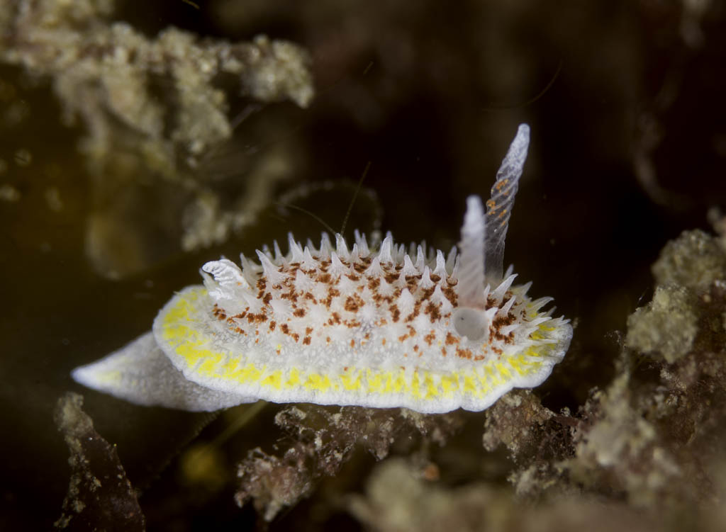 This sea slug's flat white body is rimmed in yellow, with short red spikes and spiralling smell receptors that look like unicorn horns.