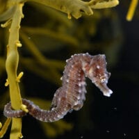 A short-snouted seahorse with its tail wrapped around a rubbery frond of yellow-green seaweed.