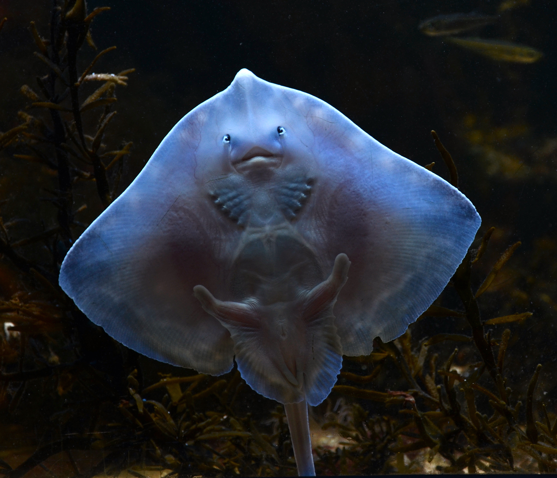 A thornback ray shot from below, showing its pale, translucent underside and strangely human-like eyes and mouth.