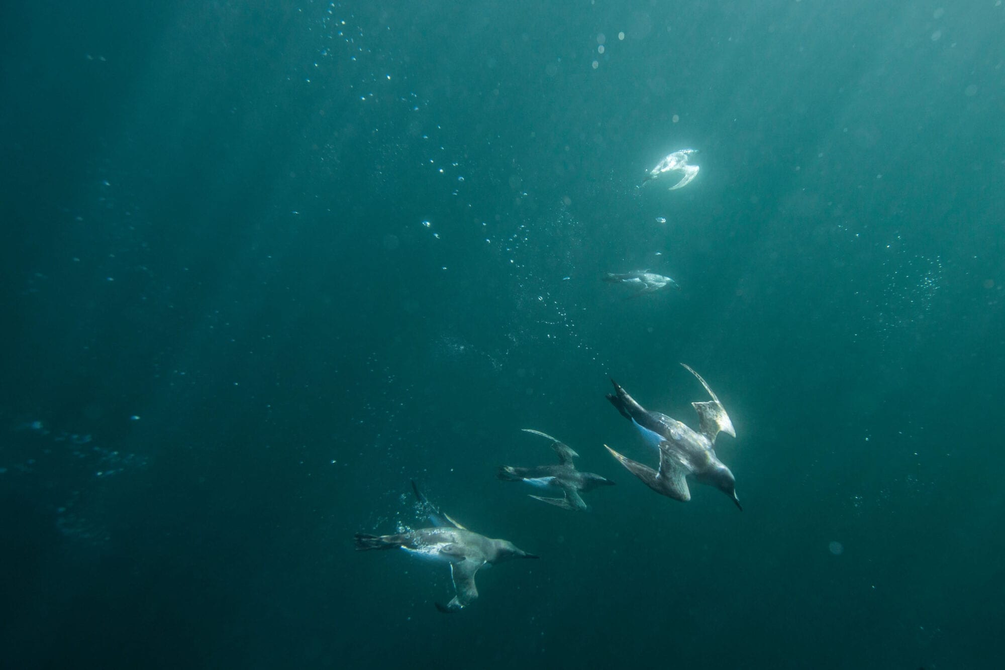 Guillemots swim through a dark-green underwater world, lit by shafts of sunlight from the surface