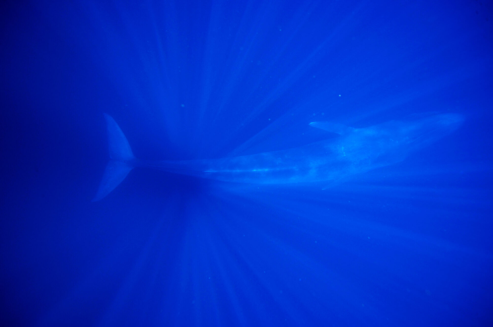 A pygmy blue whale underwater, illuminated by shafts of sunlight