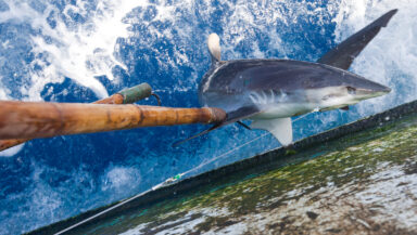 A shark is pulled out of the water and onto the deck of a ship, using long bamboo poles with hooks on the ends