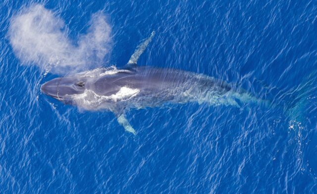 A pygmy blue whale breaking the surface of a blue ocean, a cloud of water vapour escapes from its blowhole.