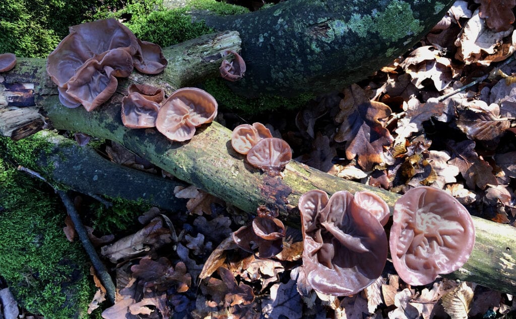 A fallen branch is covered in 'Wood Ear' fungus. Their fleshy colour and thin, upward-curving shape makes them uncannily similar to a human ear.