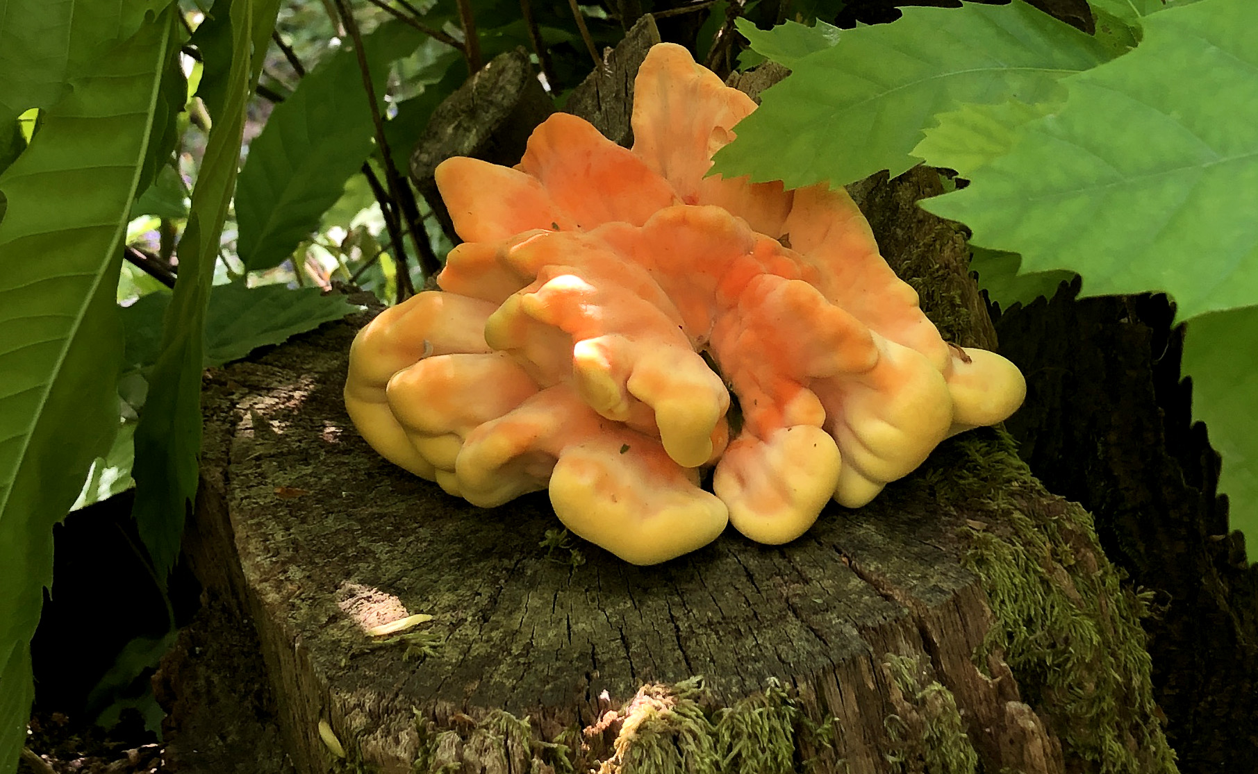 The plump, bright-orange folds of a 'Chicken of the woods' fungus grow on a weathered wooden stump.