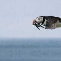 A puffin glides above the surface of the ocean, with several small fish in its colourful beak