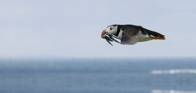 A puffin glides above the surface of the ocean, with several small fish in its colourful beak