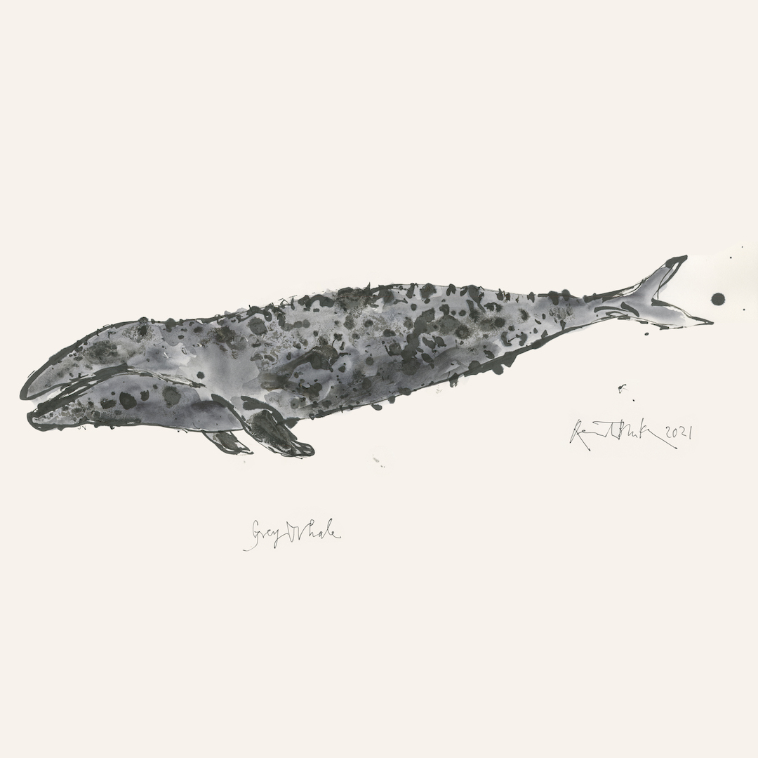 A light grey whale painted in watercolour with dark grey spots that give it a mottled texture, with spidery handwriting underneath reading 'Grey Whale' and a the signature of Quentin Blake with the year 2021