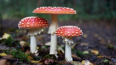 Three 'Fly Agaric' mushrooms sprout from a leafy woodland floor. Their white stems are topped with bright red caps, spotted with white bumps.