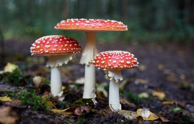Three 'Fly Agaric' mushrooms sprout from a leafy woodland floor. Their white stems are topped with bright red caps, spotted with white bumps.