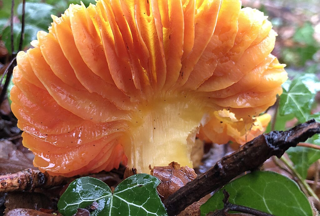 A waxcap mushroom sprouts from a leafy forest floor. Lit from behind by bright sunshine, the orange gills on the waxcap's damp underside glow and glisten.
