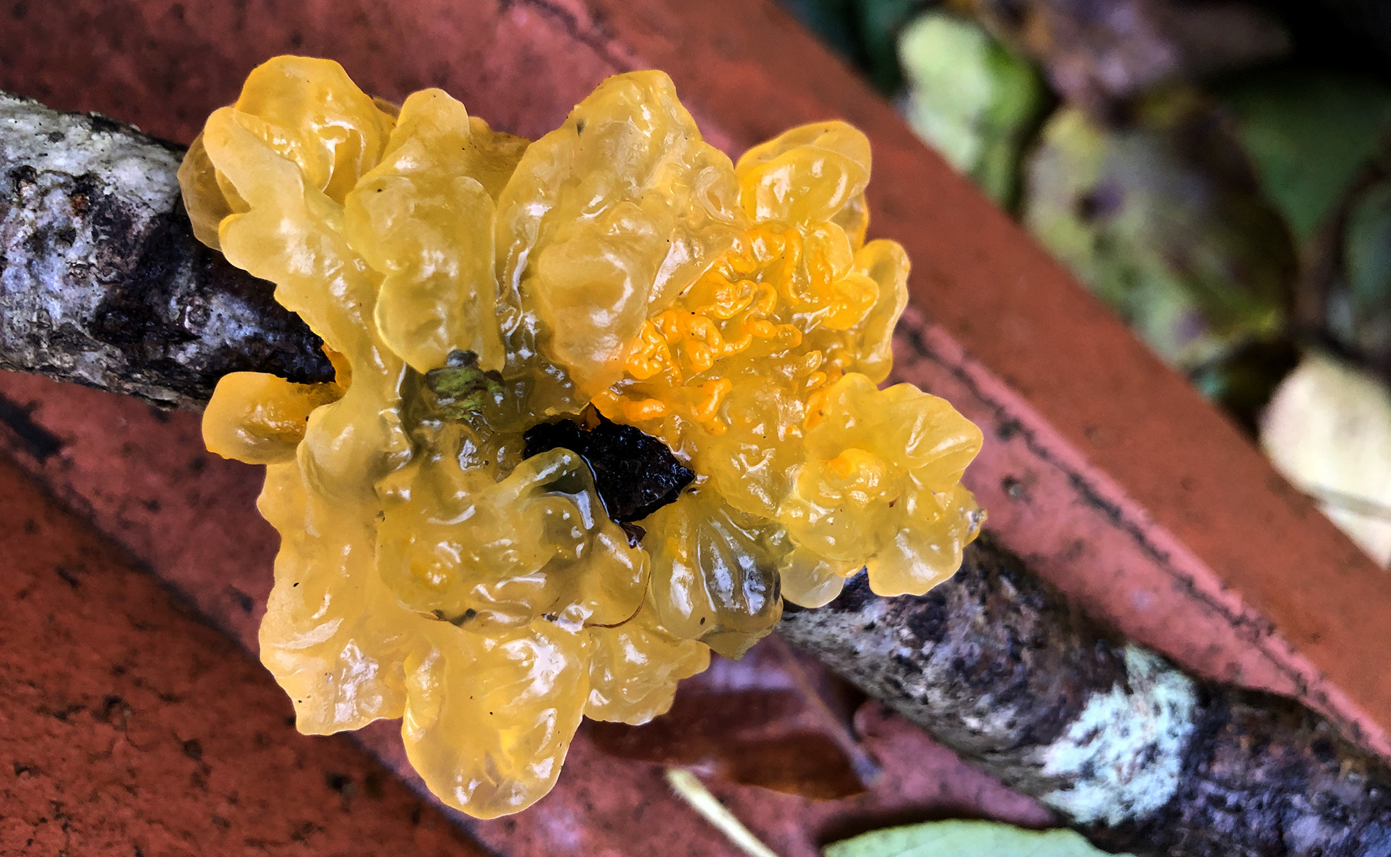A yellow translucent mass of 'Witches Butter' fungus clings to a large twig.