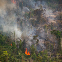 Aerial view of a lush forest on fire, with clouds of smoke rising from the canopy.