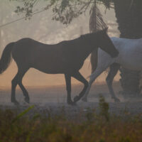 Two horses walk through a smoke-hazed landscape
