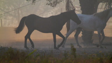 Two horses walk through a smoke-hazed landscape