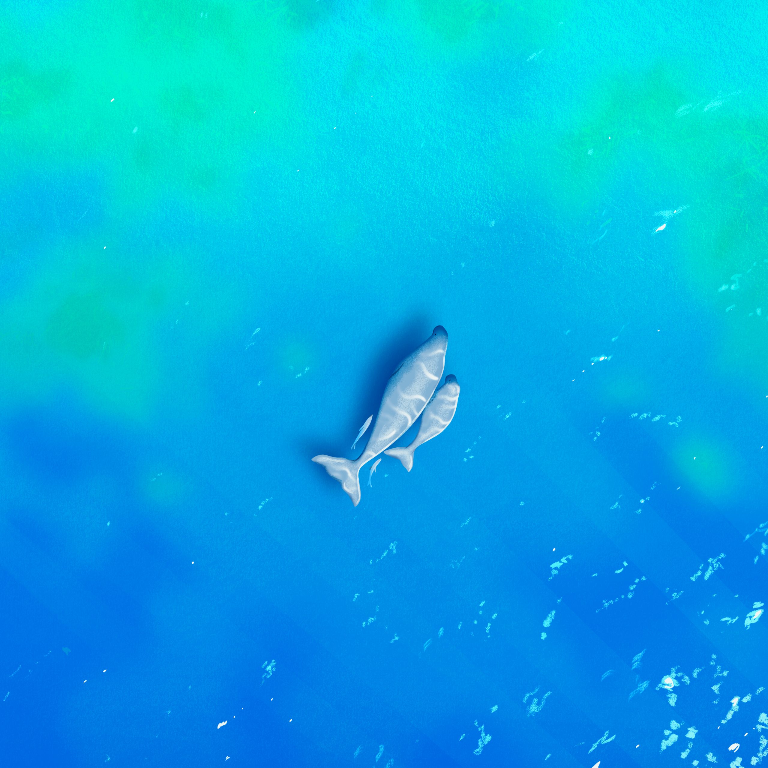 Two dugongs viewed from above, one adult one baby in the centre of a wide open bright blue background which fades to green at the top. There are streaks of sunlight on the dugongs and stripes of lighter background emanating from the bottom right corner of the image.