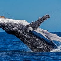 A humpback whale leaps out of a blue ocean
