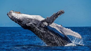 A humpback whale leaps out of a blue ocean