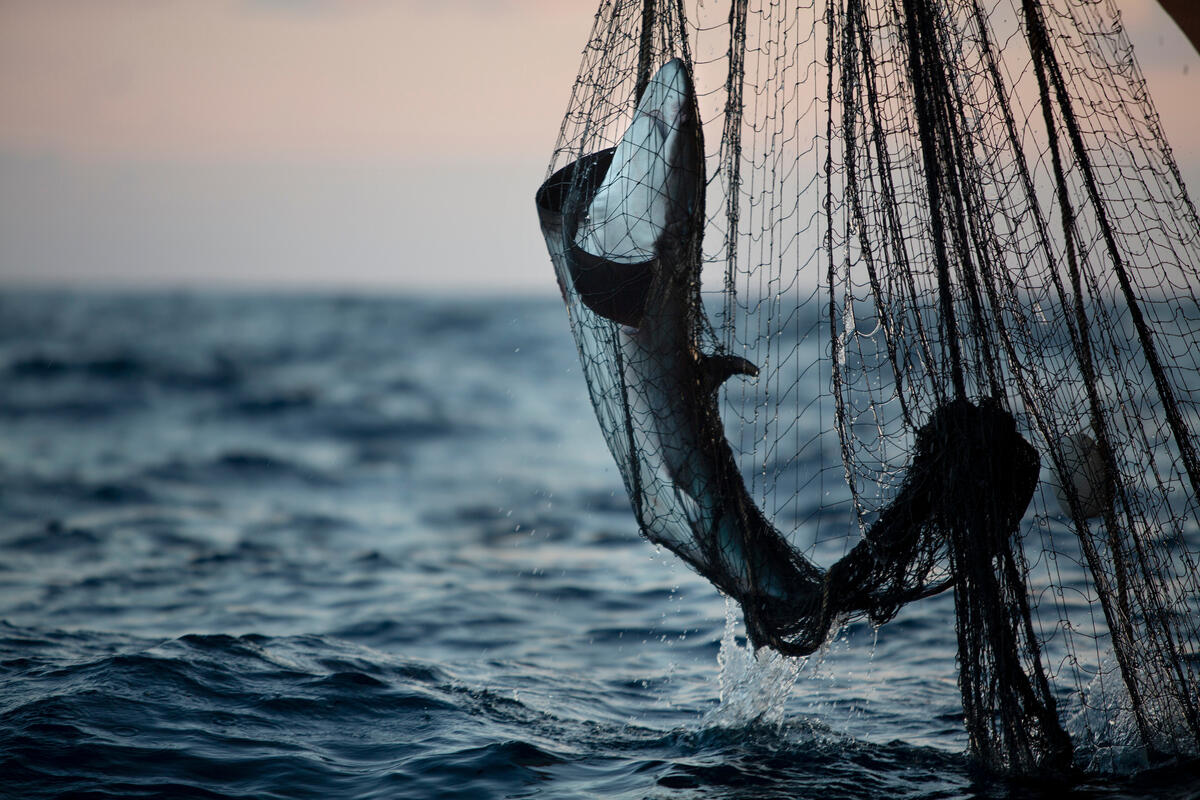 A shark caught in a fishing net suspended above the ocean below.