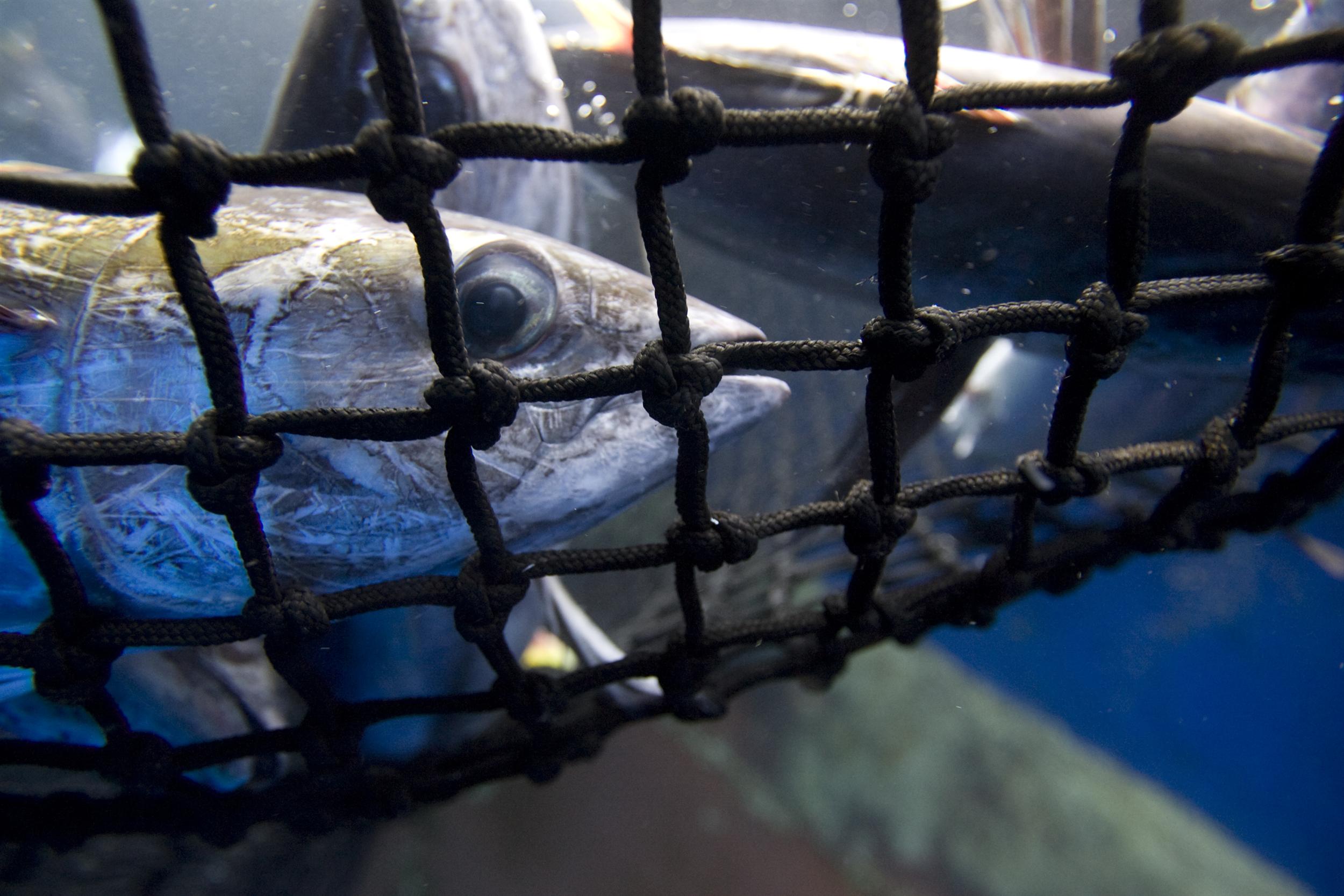 A fish looks through a fishing net with a wide eye.