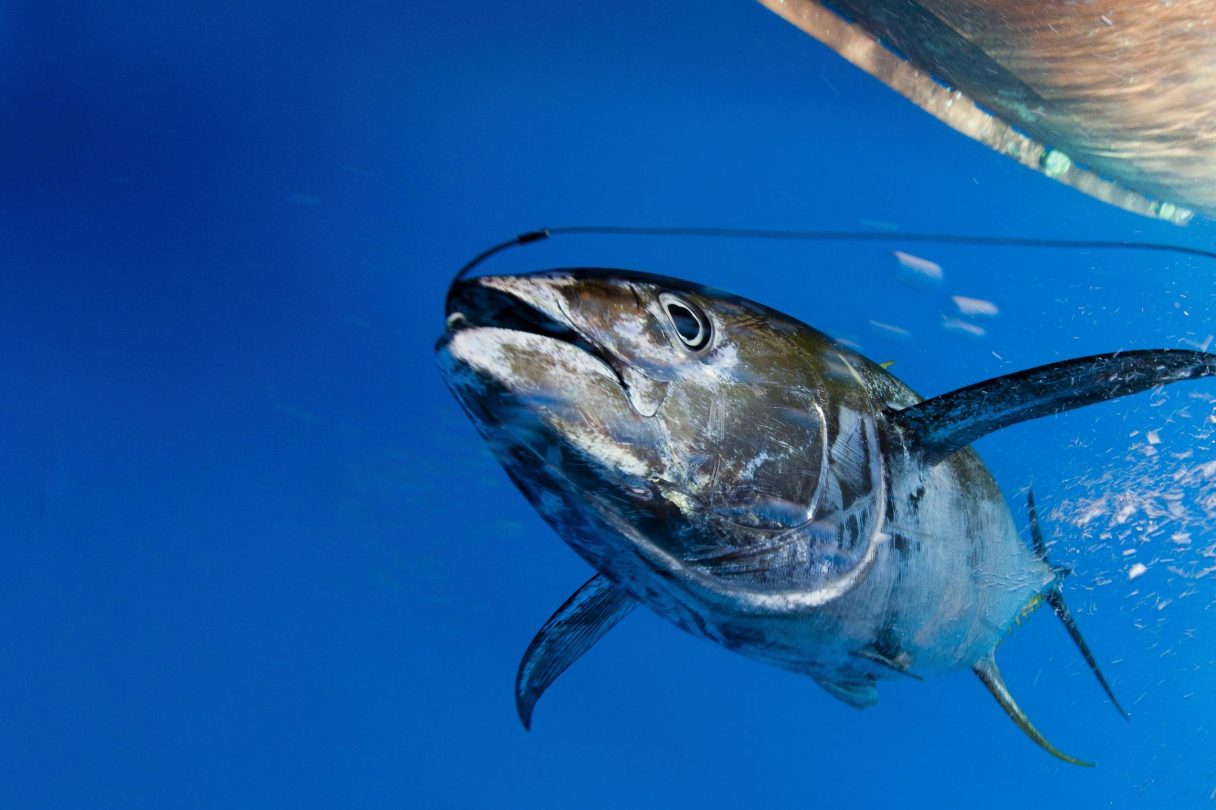 A tuna swims through a deep blue ocean with a fish hook in its mouth, trailing a line back towards the hull of a boat, which is just visible at the edge of the frame.