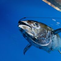 A tuna swims through a deep blue ocean with a fish hook in its mouth, trailing a line back towards the hull of a boat, which is just visible at the edge of the frame.