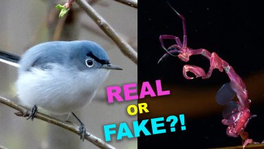 Photo montage shows a strange looking blue bird and some sort of insect or sea creature. Text reads 'real or fake?!'
