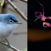Photo montage showing a small blue bird with pronounced eyebrow-like markings, and a pink insect-esque sea creature.