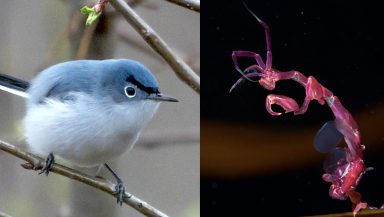 Photo montage showing a small blue bird with pronounced eyebrow-like markings, and a pink insect-esque sea creature.