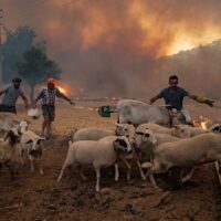 Three people herding a flock of sheep away from an advancing wildfire in Turkey, the sky filled with smoke.