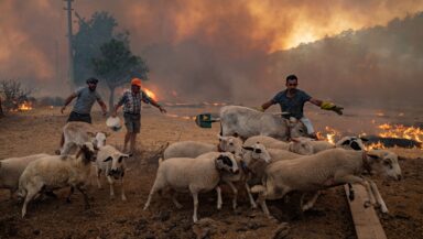 Three people herding a flock of sheep away from an advancing wildfire in Turkey, the sky filled with smoke.
