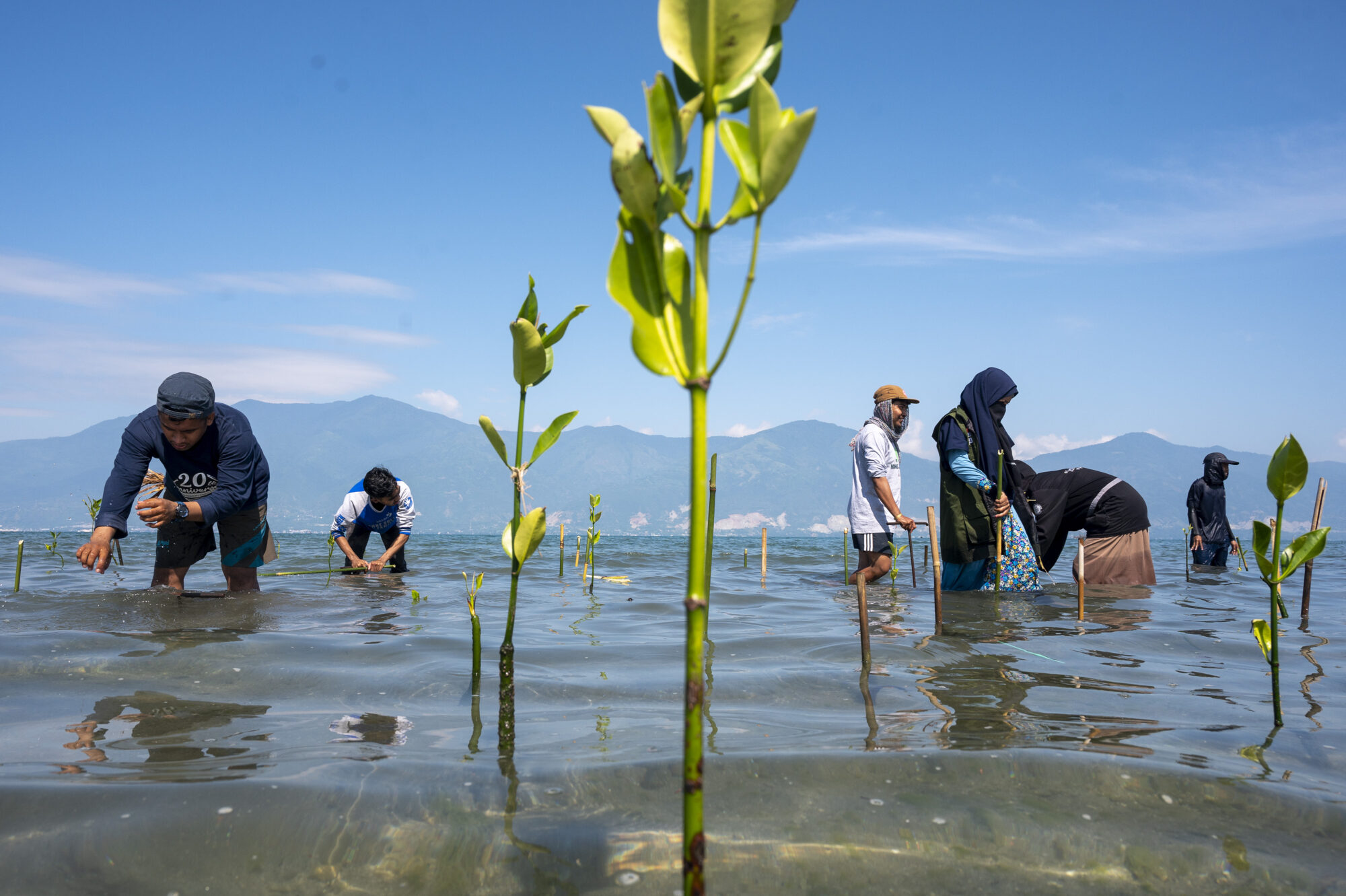 A group of people planting mangrove tree saplings in knee-length water. In the centre the green shoot of one sapling can be seen rising from the sand, above the water into the blue sky.