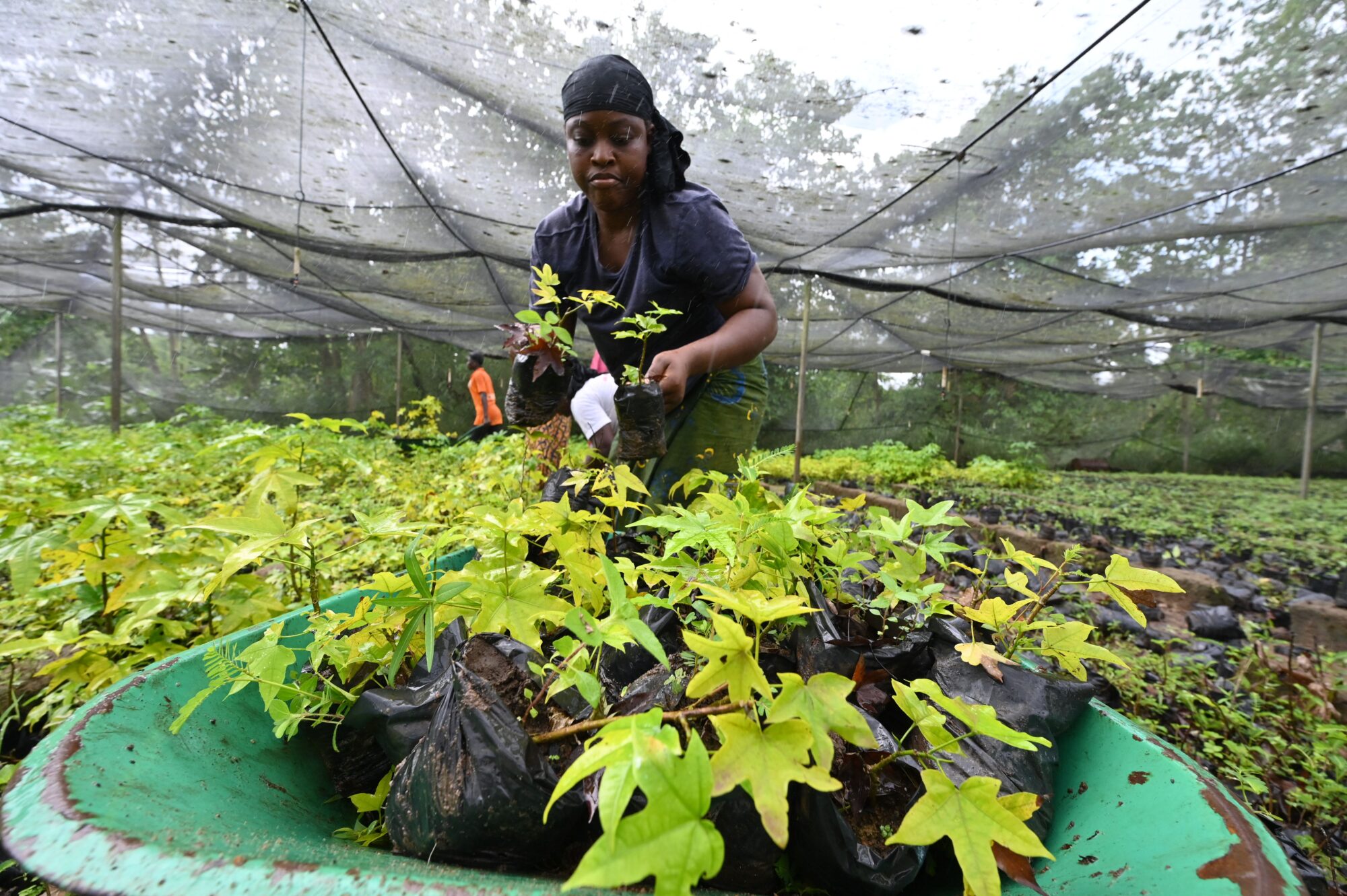 A person transferring two potted saplings to a bucket filled with similar saplings, inside a large netted garden area.