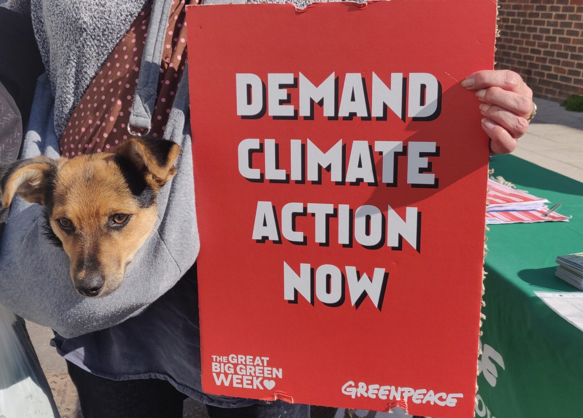 A volunteer holds a red sign reading "Demand Climate Action Now". Their very cute pet dog can be seen next to the sign.