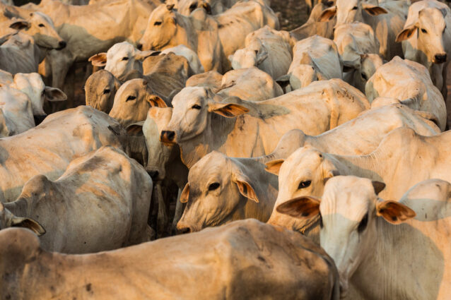 Close up of cattle in the Amazon