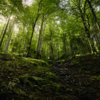Wide-angle view of a lush temperate forest in full leaf. Sunlight filters through the dense canopy and plays on the dark forest floor.