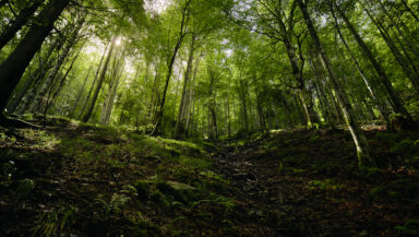 Wide-angle view of a lush temperate forest in full leaf. Sunlight filters through the dense canopy and plays on the dark forest floor.