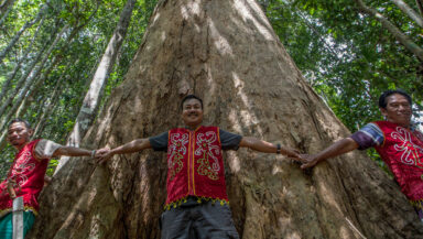 Indigenous Dayak people dressed in red hold hands to encircle the trunk of a giant tree. Facing outwards, they smile down into the camera.