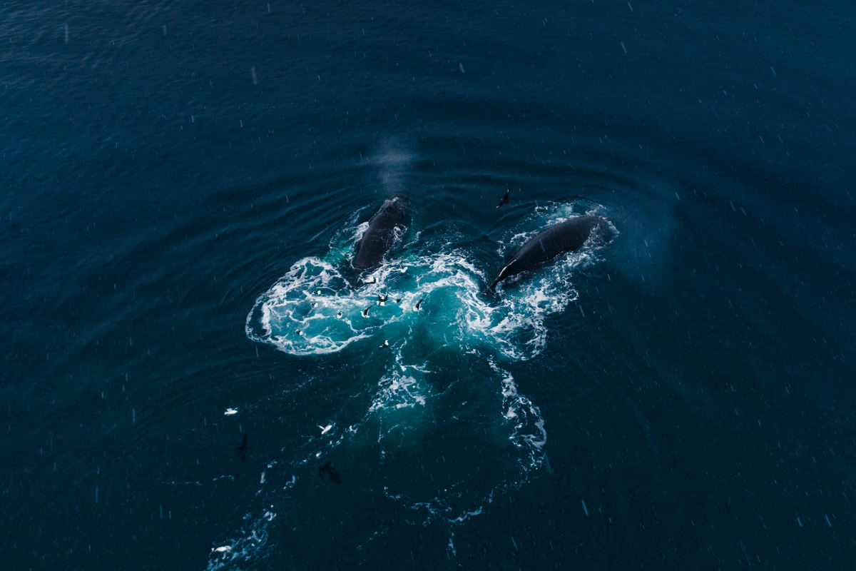 Humpback whales feeding on krill in the Antarctic