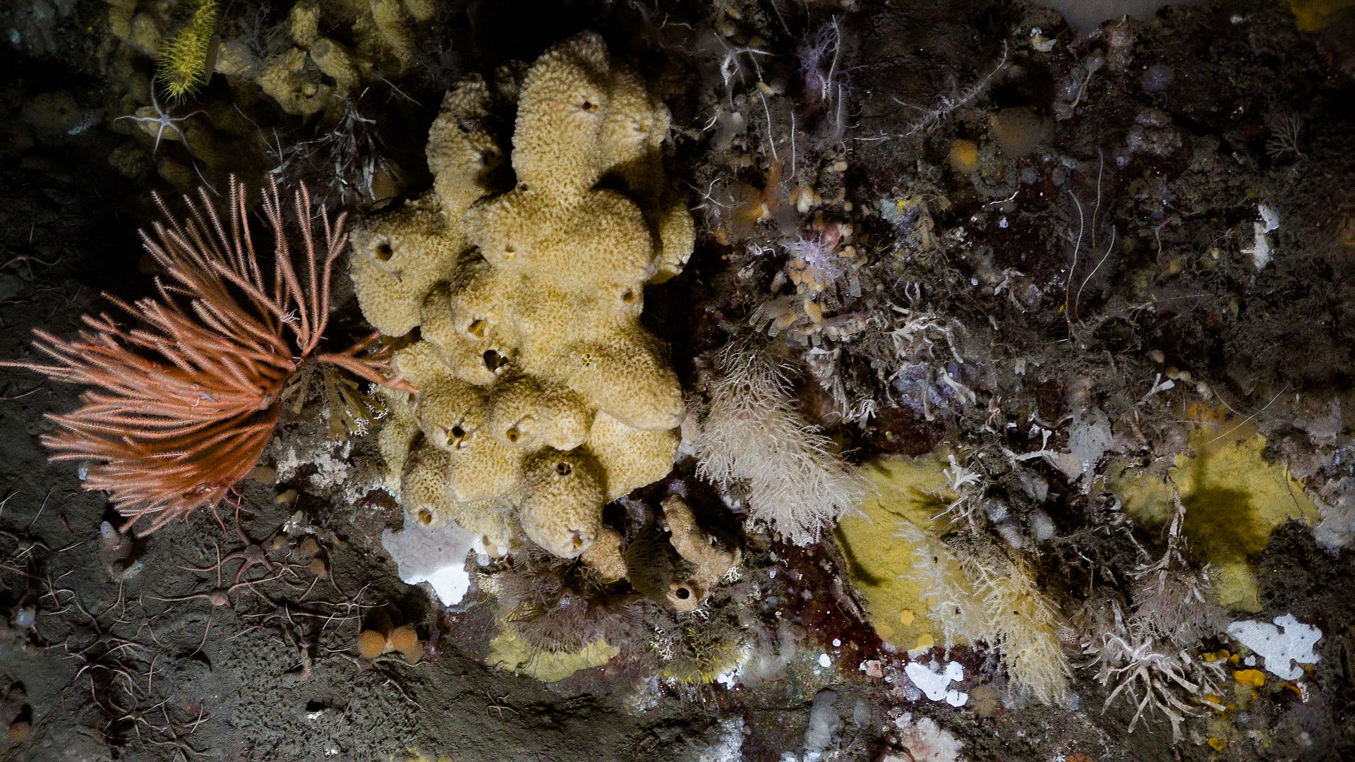 Yellow sponges, red coral and other marine life clustered together on the seabed