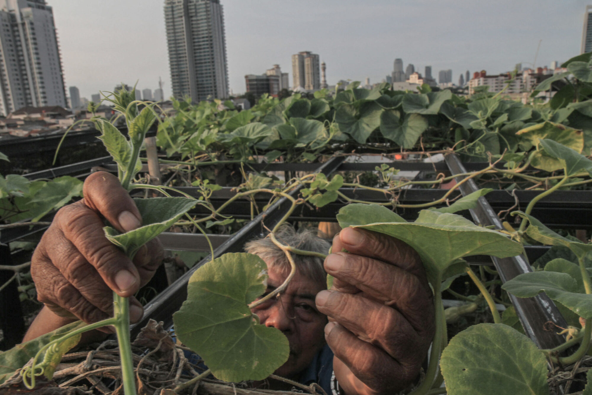 Person tending to their vegetable garden, with a city skyline in the background.