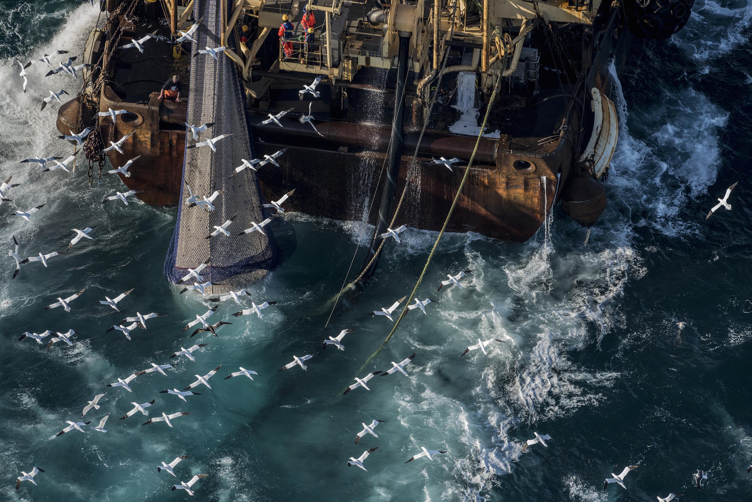 Gannets fly over a trawler as it fishes for herring