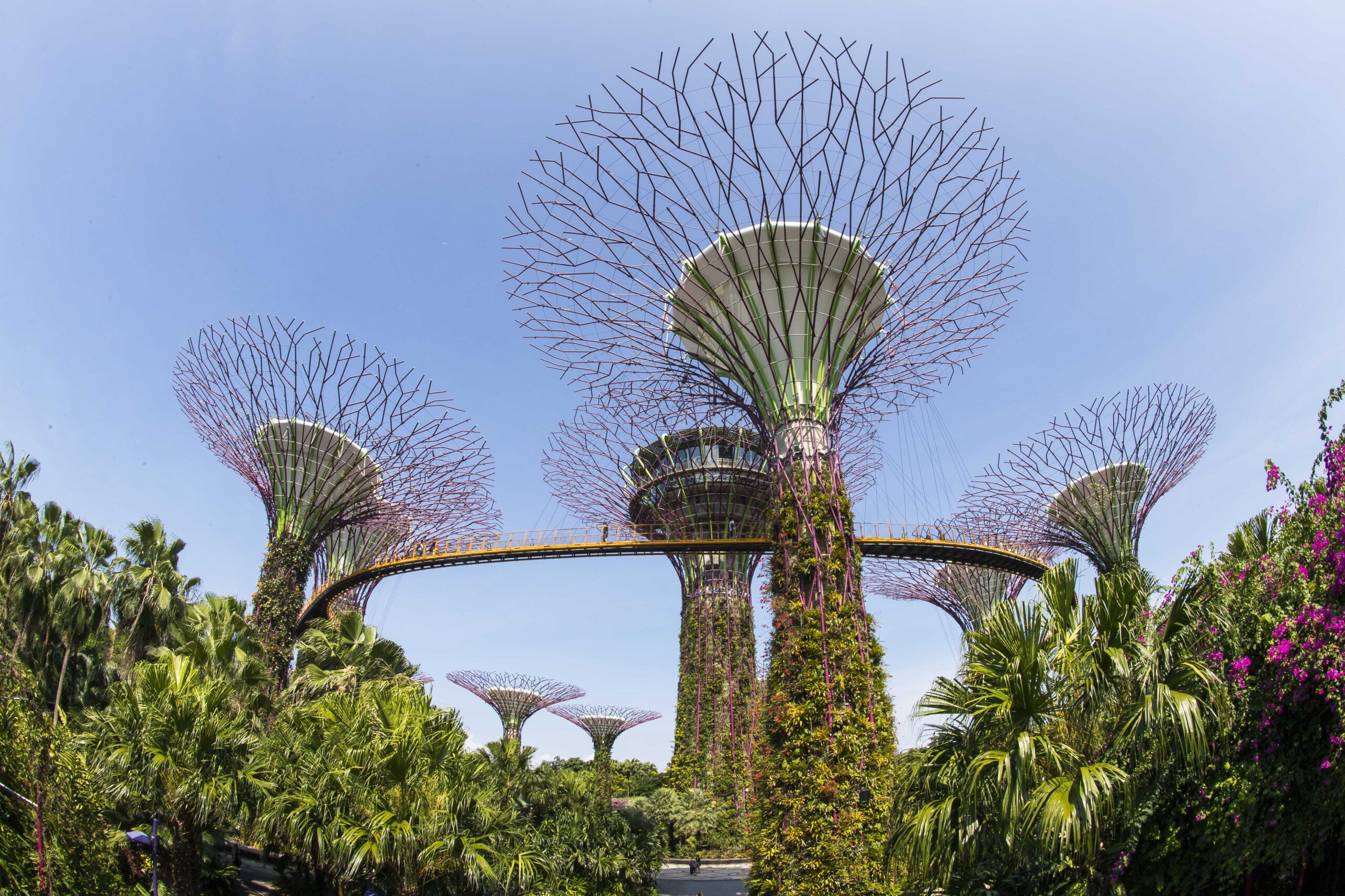 Supertrees are man-made tree-like structures that collect rainwater, produce solar power and act as exhausts for nearby conservatories. They’re pictured surrounded by plants against a blue sky.