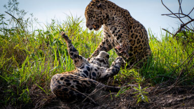 Two jaguars play in the grass in the Amazon