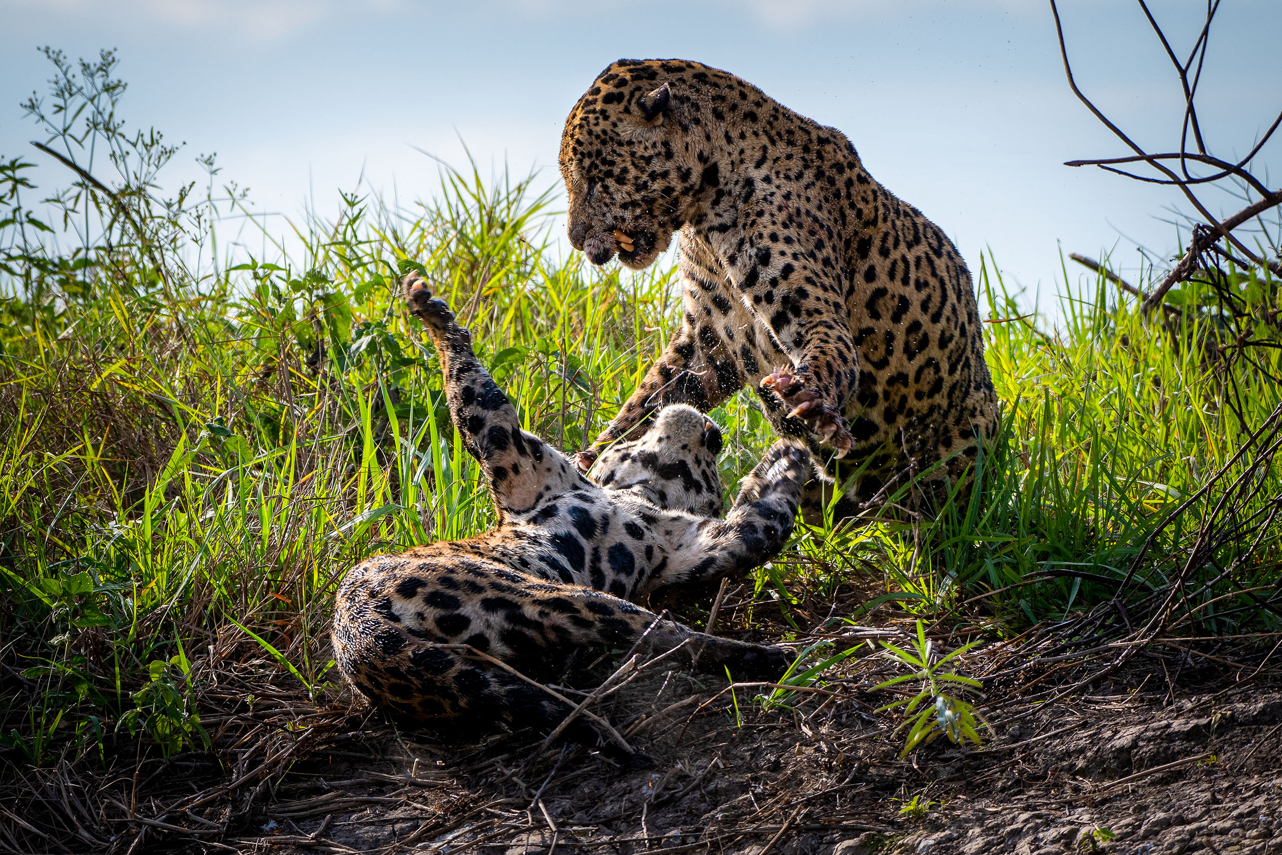 Two jaguars play in the grass in the Amazon rainforest