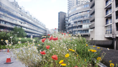 Meadow flowers bloom defiantly with city tower blocks behind