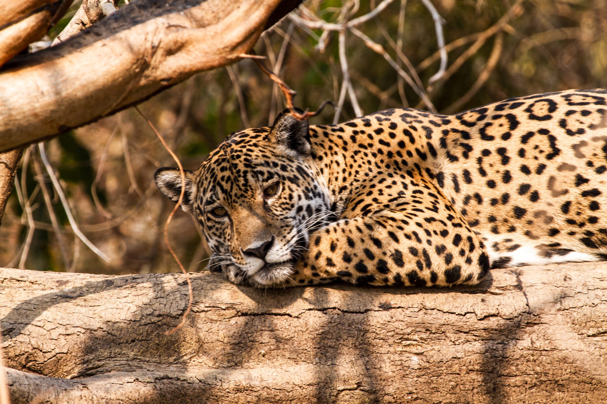 A jaguar lies on a sunlit branch, looking towards the camera