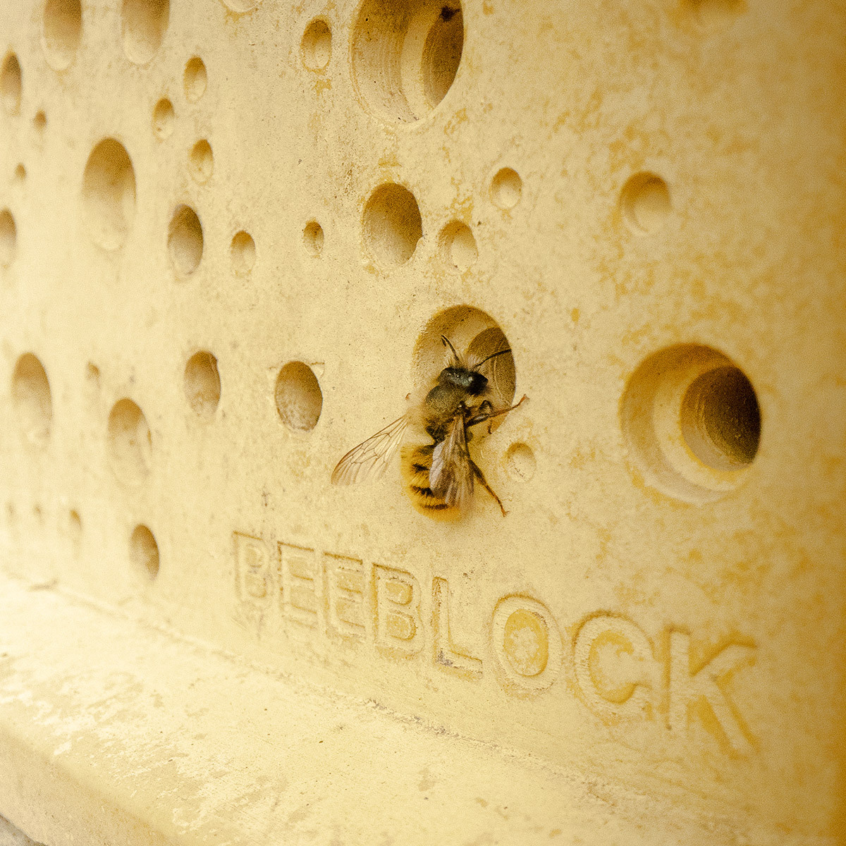 A yellow bee block being used by a bee. It's full of small holes to let them nest inside.