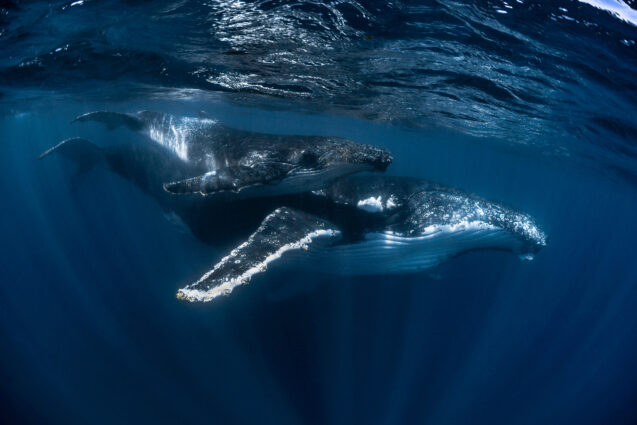 Humpback whale mother and baby swimming together in the water