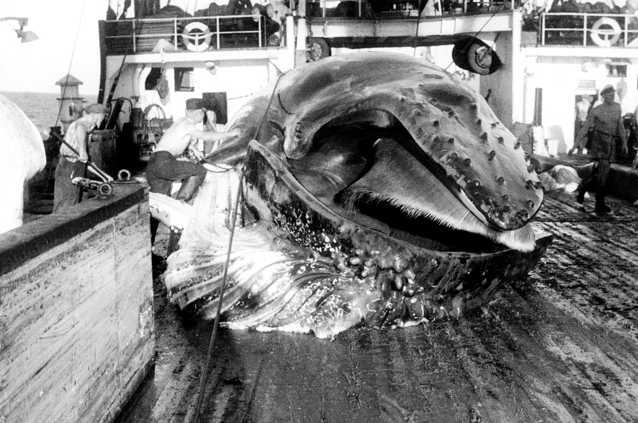 A whale captured on deck of a ship